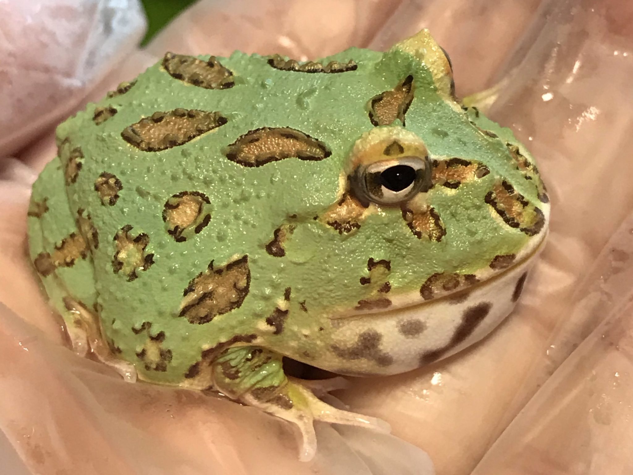 最初にお迎えしたツノガエルはクランウェルツノガエル(ペパーミント) ヒキコモリガエルの日常 最初にお迎えしたツノガエルはクランウェルツノガエル(ペパーミント) ヒキコモリガエルの日常