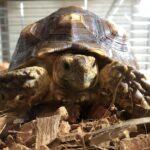 ケヅメリクガメの床材はどれがいいのか。現時点で最良だと思うのはヤシガラ(とオムツ)