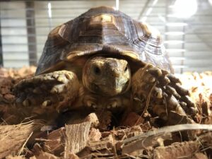 ケヅメリクガメの床材はどれがいいのか。現時点で最良だと思うのはヤシガラ（とオムツ）