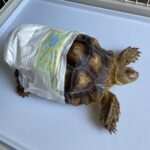 ケヅメリクガメにかかった1月の飼育費用