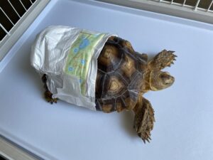 ケヅメリクガメにかかった1月の飼育費用