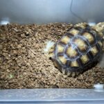 大きくなったケヅメリクガメ、放し飼いも屋外飼育もできないから何かいい方法ないか