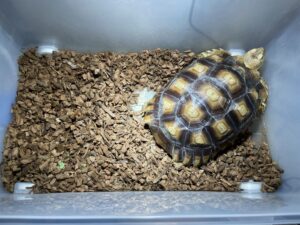 大きくなったケヅメリクガメ、放し飼いも屋外飼育もできないから何かいい方法ないか