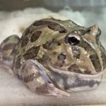 ペパーミントなはずのクランウェルツノガエルが、どんどん謎の色になっている件