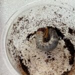 ヘラクレスオオカブトを飼いたいけど高いので幼虫から始めようか
