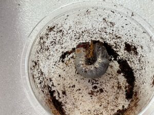 ヘラクレスオオカブトを飼いたいけど高いので幼虫から始めようか