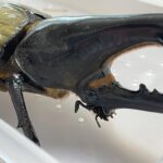 ヘラクレスオオカブトの成虫ペアをお迎え
