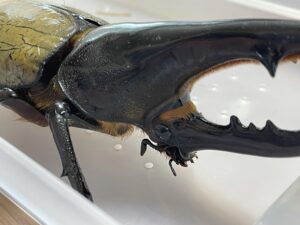 ヘラクレスオオカブトの成虫ペアをお迎え