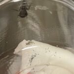 小さな虫が大量発生していてずーっと悩まされてたが、ようやくその正体が判明