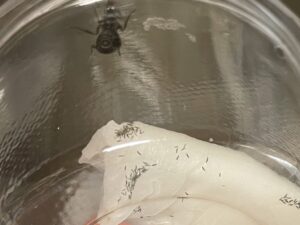 小さな虫が大量発生していてずーっと悩まされてたが、ようやくその正体が判明