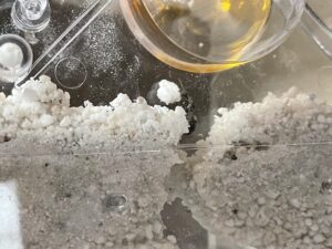 クロヤマアリ女王はまだまだ自分で巣を掘り進めるようだ