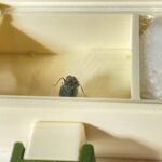 クロヤマアリにカブトムシゼリーを与えてみた