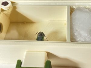 クロヤマアリにカブトムシゼリーを与えてみた