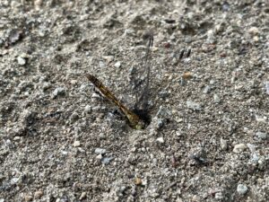 あんなに小さなアリがこんなに賢いとは驚嘆する