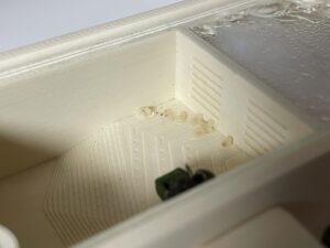 クロヤマアリの幼虫と蛹