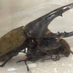 ヘラクレスオオカブトが成熟したみたいなので初めて交配してみた