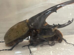 ヘラクレスオオカブトが成熟したみたいなので初めて交配してみた