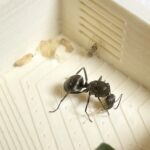 ついにクロヤマアリの働きアリが誕生した!