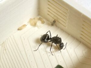 ついにクロヤマアリの働きアリが誕生した！