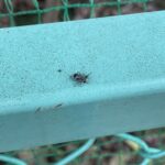 探していたアオオビハエトリを見つけるもスルーしてしまう