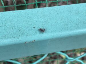 探していたアオオビハエトリを見つけるもスルーしてしまう